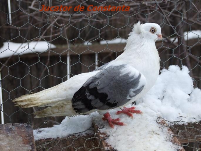 jucdeconstanta3 - Rase de Porumbei din Romania