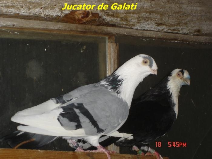 jucdegalati2 - Rase de Porumbei din Romania