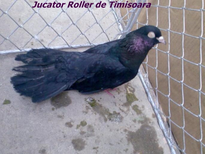 jucrollerdetimisoara2