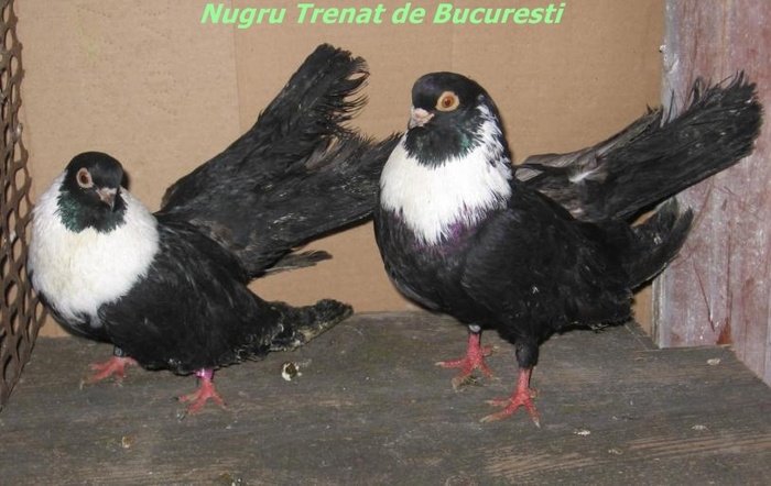 negrutrenatdebuc2 - Rase de Porumbei din Romania
