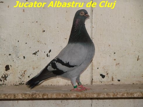 porumbei-albastri-cluj-1 - Rase de Porumbei din Romania