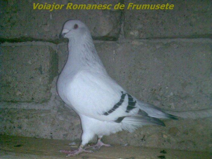 porumbel_voiajor_romanesc_de_frumusete - Rase de Porumbei din Romania