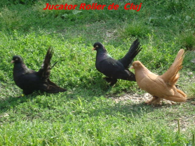 rollerdecluj2 - Rase de Porumbei din Romania