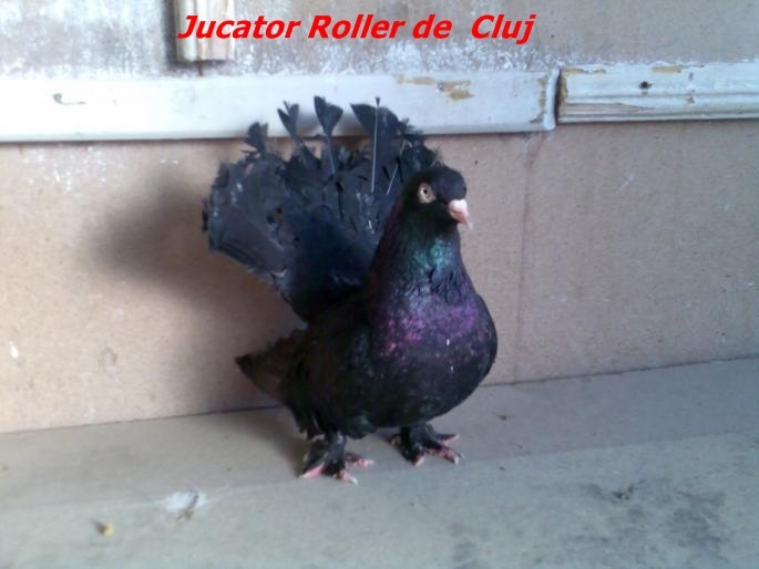 rollerdecluj3 - Rase de Porumbei din Romania