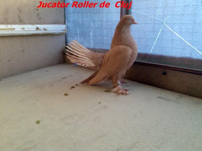 rollerdecluj4 - Rase de Porumbei din Romania