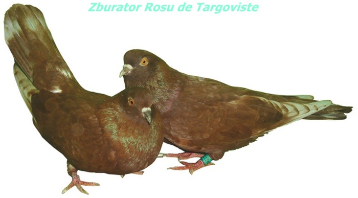 rosudetargoviste2 - Rase de Porumbei din Romania