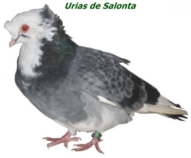 uriasdesalonta1 - Rase de Porumbei din Romania