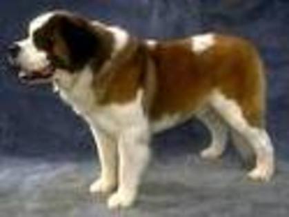 caine saint bernard