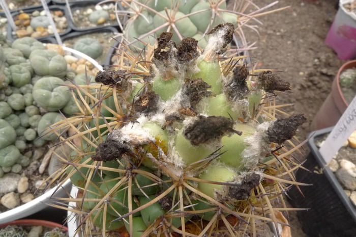 Coryphantha scolymoides - Fructe de cactusi si suculente