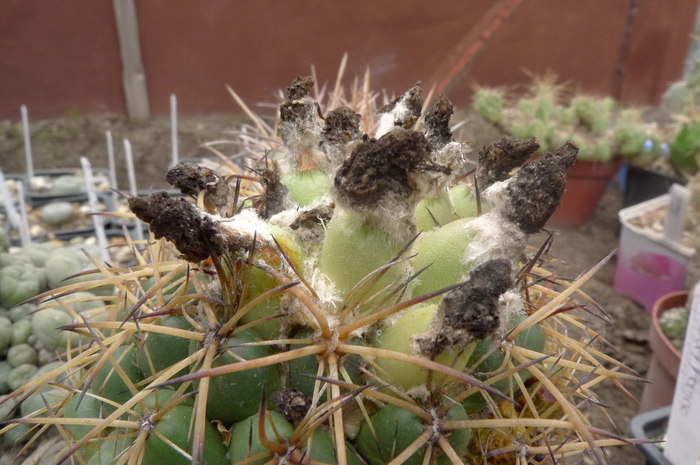  - Fructe de cactusi si suculente