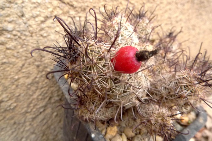 Mammillaria yakensis - Fructe de cactusi si suculente