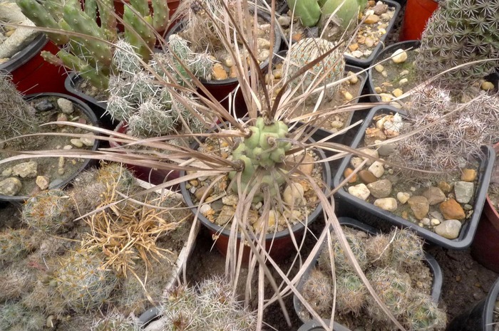 Tephrocactus aoracanthus