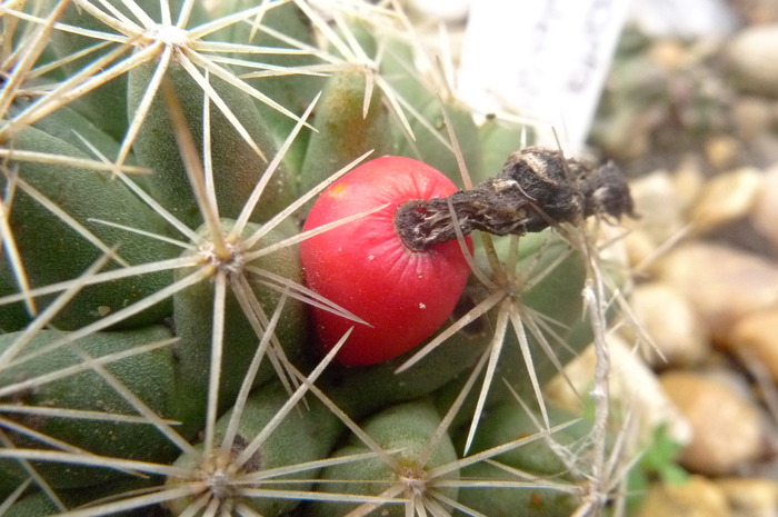 Escobaria missouriensis - Fructe de cactusi si suculente