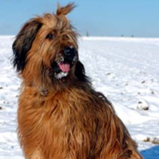 briard_3