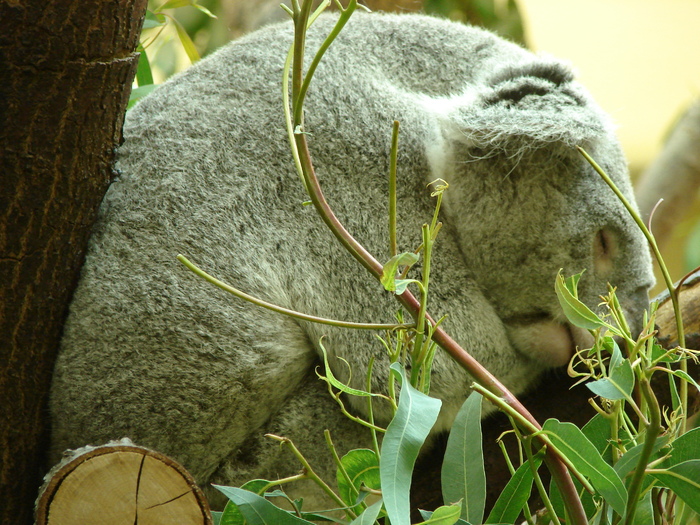 Koala (2009, June 27); Phascolarctos cinereus.
