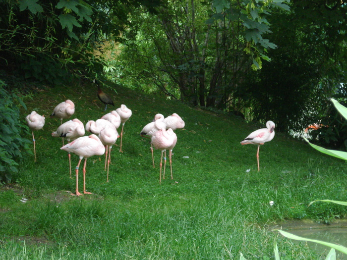 Flamingos (2009, June 27) - Schonbrunn Zoo Viena