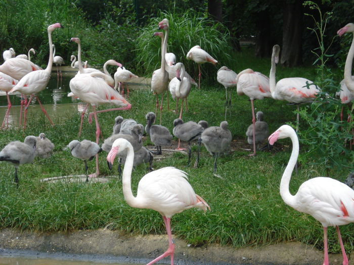 Flamingos (2009, June 27) - Schonbrunn Zoo Viena