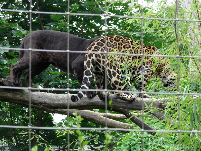 Jaguars (2009, June 27) - Schonbrunn Zoo Viena