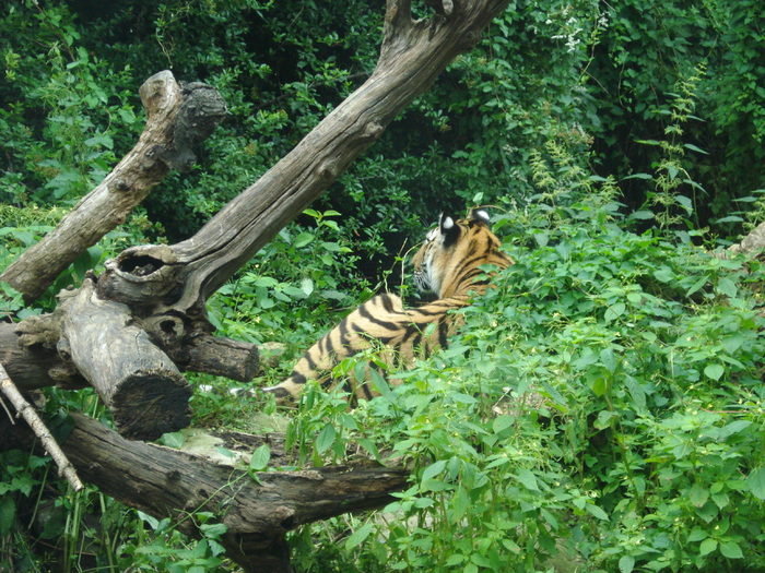Tiger (2009, June 27); Panthera tigris.
