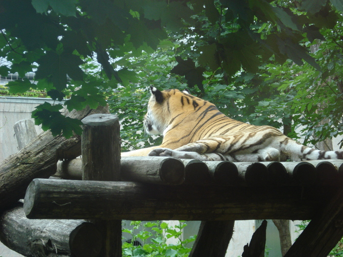 Tiger (2009, June 27); Panthera tigris.
