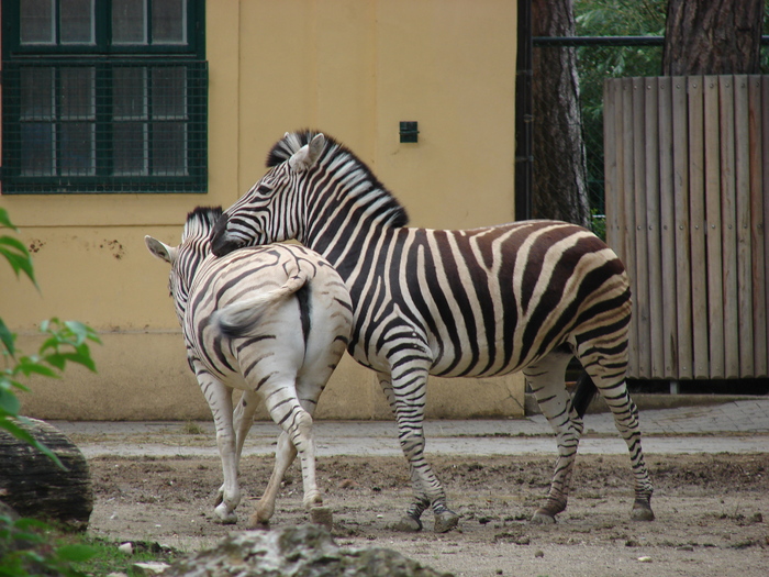 Zebras (2009, June 27) - Schonbrunn Zoo Viena