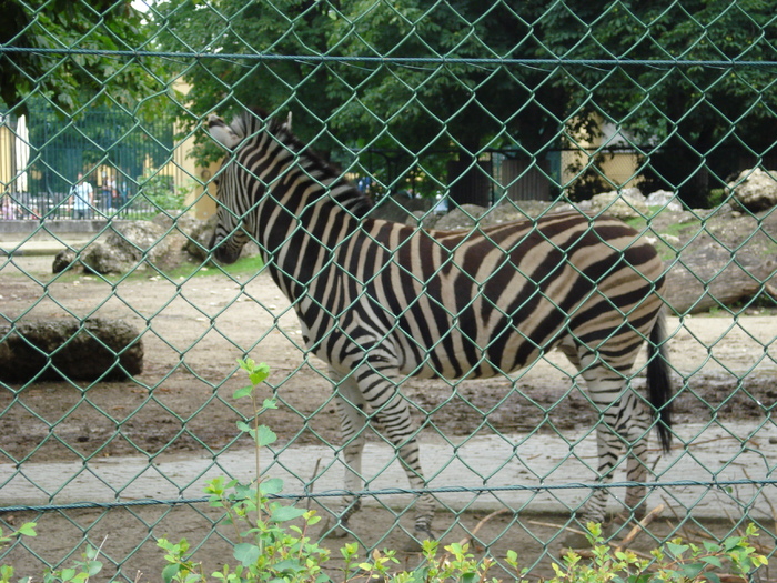 Zebra (2009, June 27) - Schonbrunn Zoo Viena
