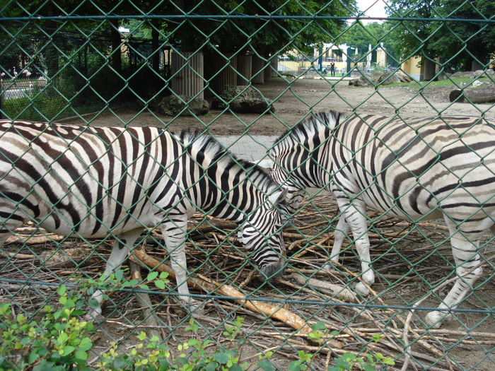 Zebras (2009, June 27) - Schonbrunn Zoo Viena