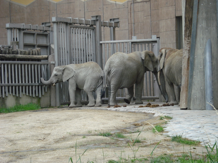African Elephants (2009, June 27) - Schonbrunn Zoo Viena