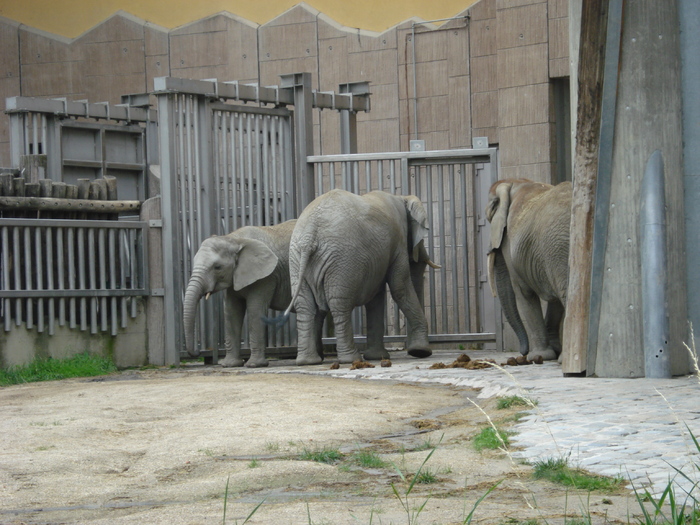 African Elephants (2009, June 27) - Schonbrunn Zoo Viena