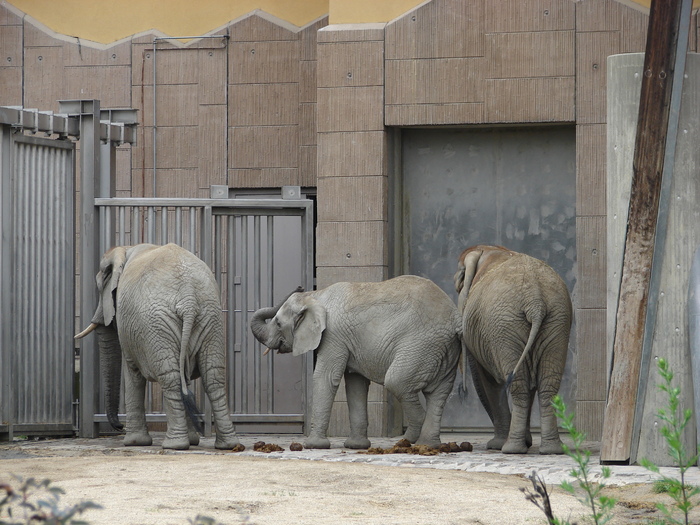 African Elephants (2009, June 27) - Schonbrunn Zoo Viena