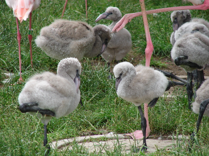 Flamingo Babies (2009, June 27) - Schonbrunn Zoo Viena