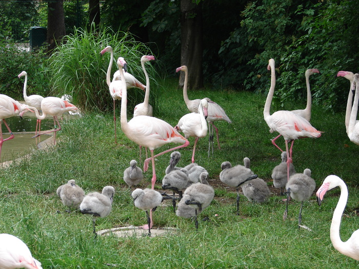 Flamingos (2009, June 27) - Schonbrunn Zoo Viena