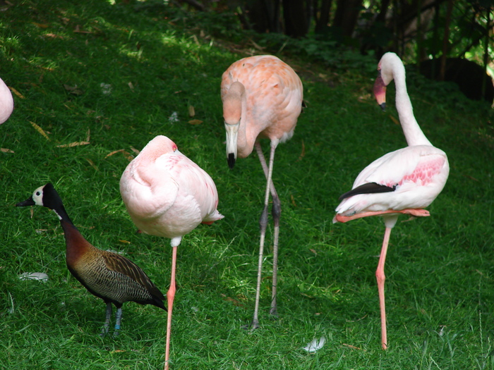 White-faced Whistling-Duck & Flamingo - Schonbrunn Zoo Viena