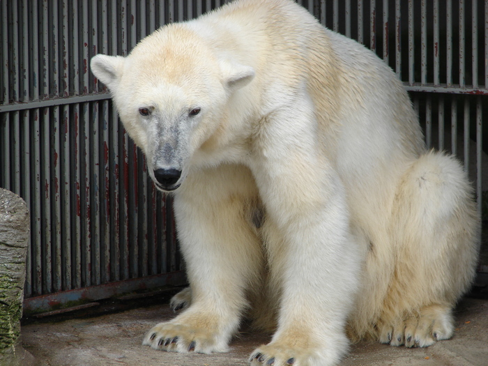 Polar Bear (2009, June 27); Ursus maritimus.
 Polar Bear (2009, June 27); Ursus maritimus.