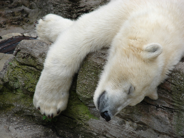 Polar Bear (2009, June 27); Ursus maritimus.
