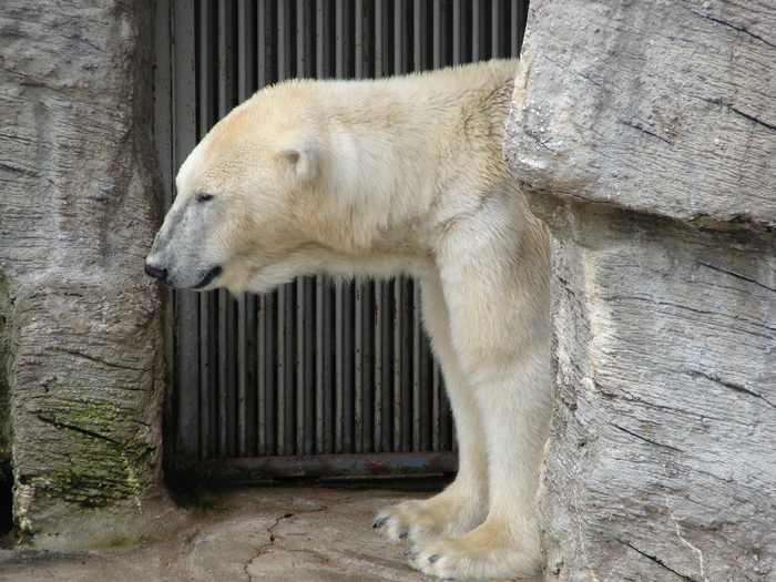 Polar Bear (2009, June 27); Ursus maritimus.
