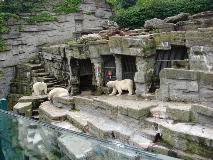 Polar Bears (2009, June 27); Ursus maritimus.
