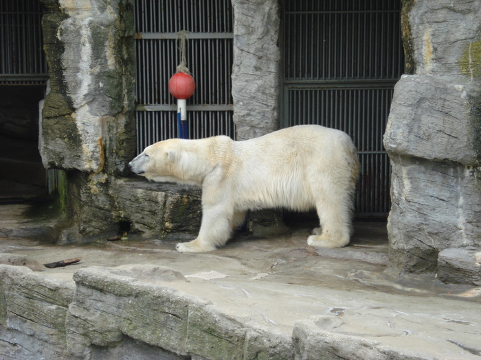 Polar Bear (2009, June 27); Ursus maritimus.
