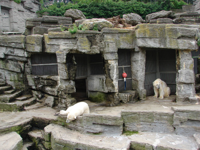 Polar Bears (2009, June 27); Ursus maritimus.
 Polar Bears (2009, June 27); Ursus maritimus.