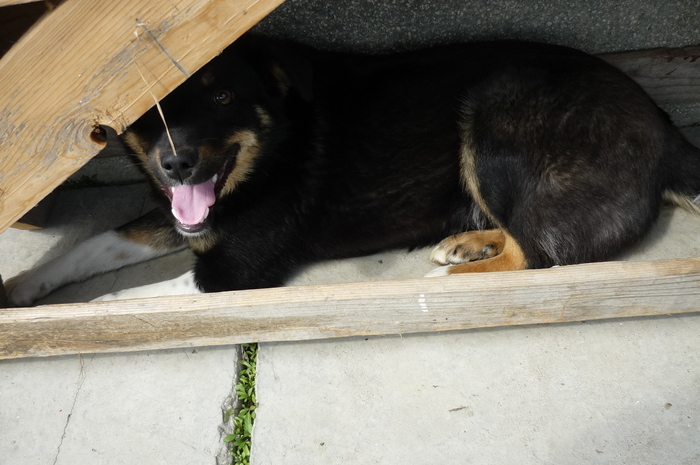 P1040677 - Animalute si pasari