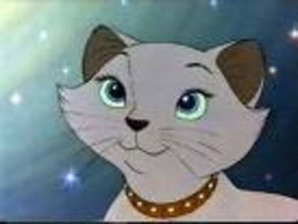 Steaua luminoasa.... - Dati-mi un comentariu despre cum se ingrijesc pisicile din imaginile albumului meu Ducesa VA ROOOOG