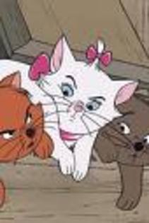 nebunaticii - Dati-mi un comentariu despre cum se ingrijesc pisicile din imaginile albumului meu Ducesa VA ROOOOG