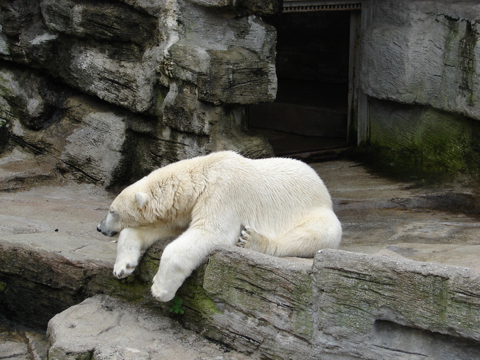 Polar Bear (2009, June 27); Ursus maritimus.
 Polar Bear (2009, June 27); Ursus maritimus.