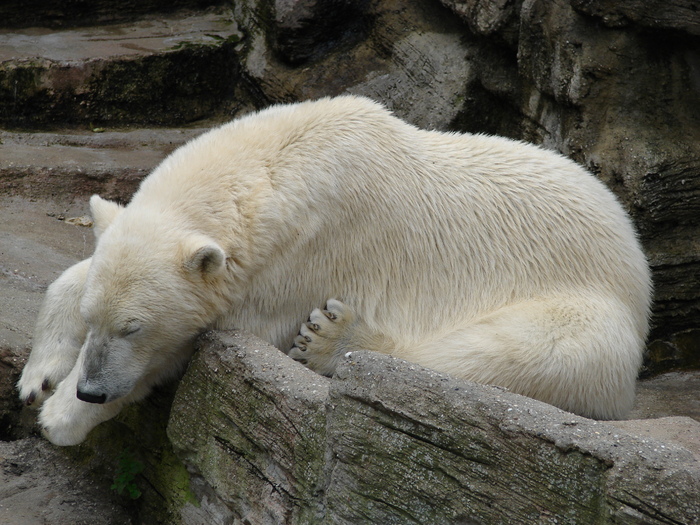 Polar Bear (2009, June 27); Ursus maritimus.
