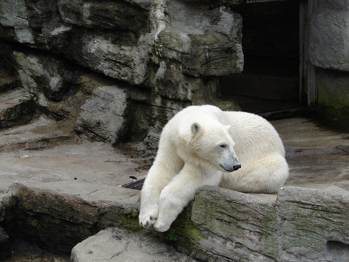 Polar Bear (2009, June 27); Ursus maritimus.
