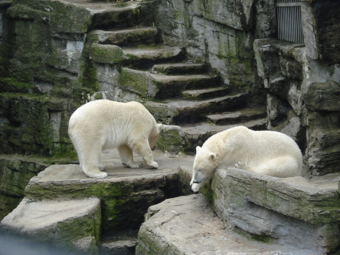 Polar Bears (2009, June 27); Ursus maritimus.
 Polar Bears (2009, June 27); Ursus maritimus.