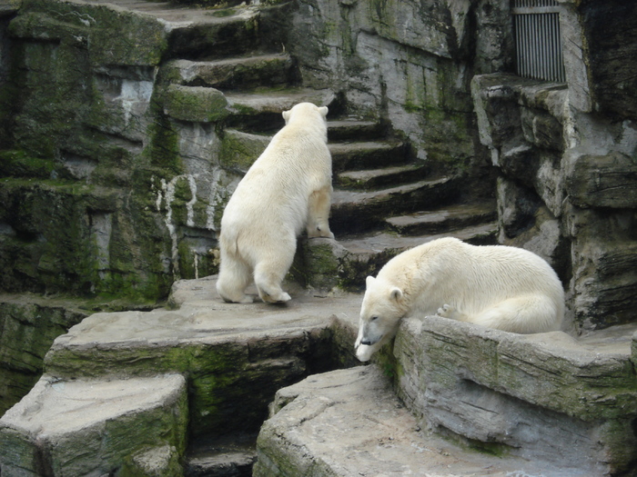 Polar Bears (2009, June 27); Ursus maritimus.

