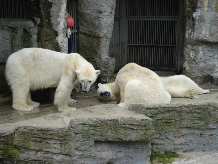 Polar Bears (2009, June 27); Ursus maritimus.
