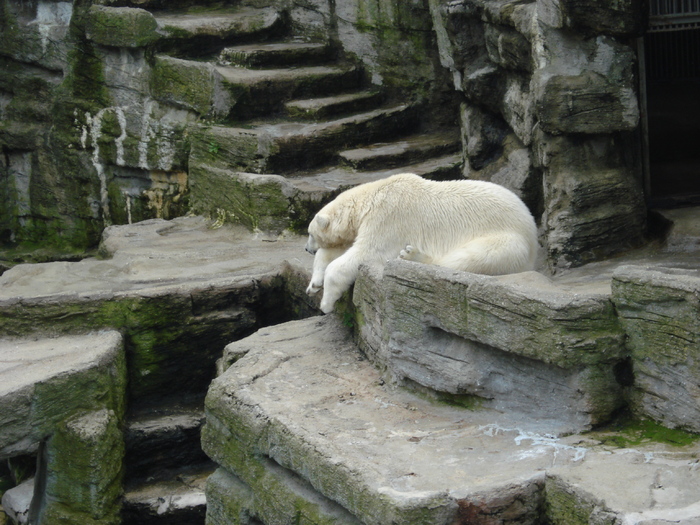 Polar Bear (2009, June 27); Ursus maritimus.
 Polar Bear (2009, June 27); Ursus maritimus.