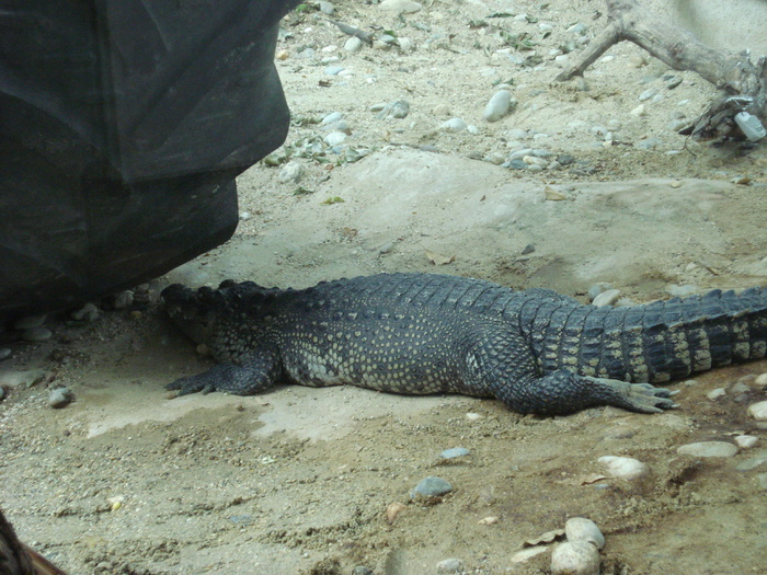 Nile Crocodile (2000, June 27); Crocodylus niloticus.
 Nile Crocodile (2000, June 27); Crocodylus niloticus.